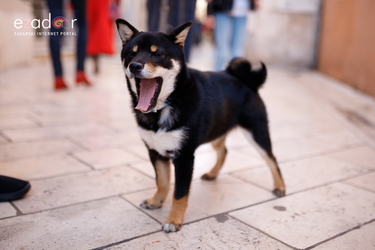 Đir po gradu, subotnja špica 23. ožujka 2019.