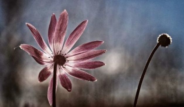 Jerolim Vulic, Razmirica