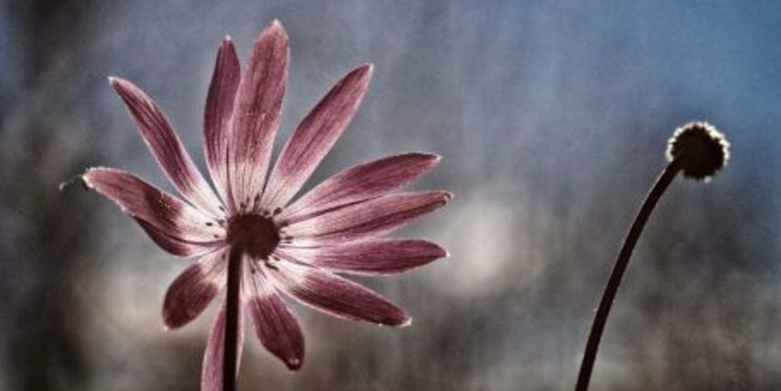 Jerolim Vulic, Razmirica Jerolim Vulic, Razmirica