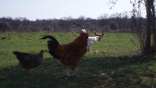 OLYMPUS DIGITAL CAMERA OLYMPUS DIGITAL CAMERA