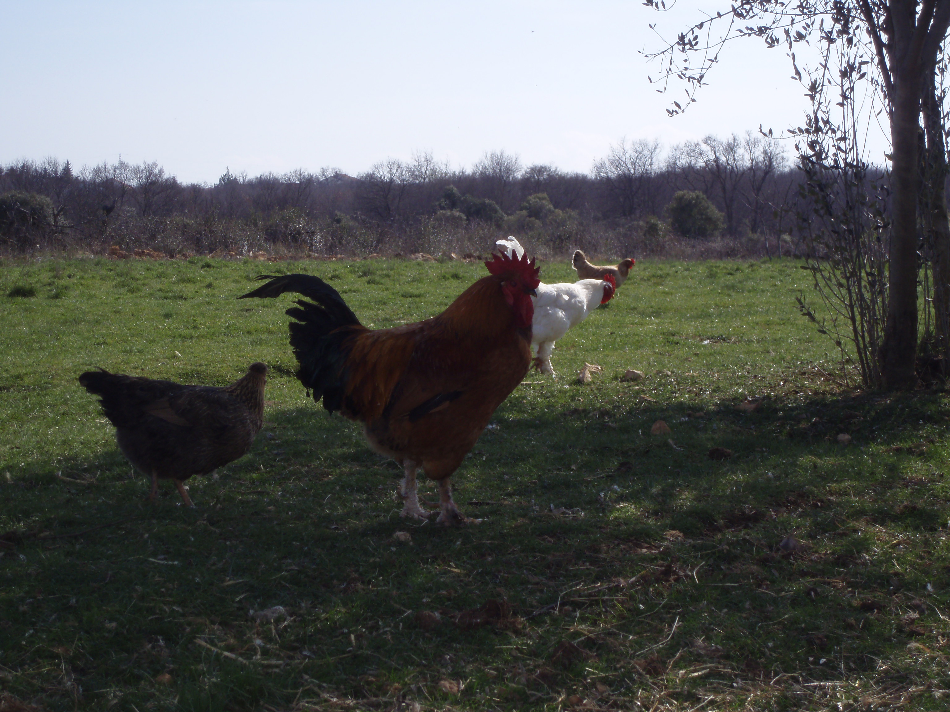 OLYMPUS DIGITAL CAMERA OLYMPUS DIGITAL CAMERA