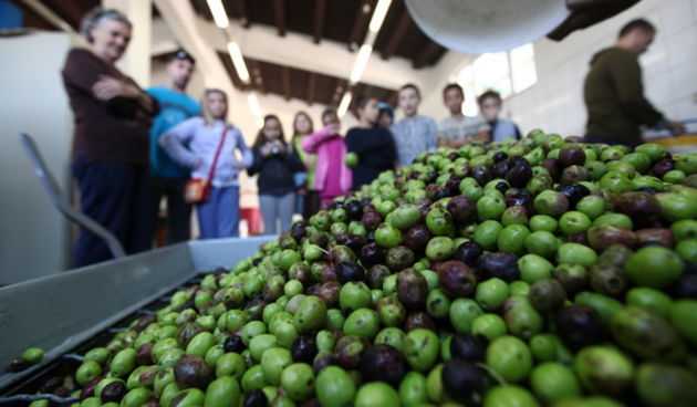 Zadar, 261009.
Ovih je dana na zadarskom podrucju pocela meljava maslina.
 Na fotografiji: djeca promatraju mljevenje maslina u uljari u Kozinu.
Foto: Vladimir Ivanov / CROPIX