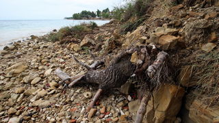 Zadar, 020912.
Nakon jucerasnjeg kisnog dana i danas se zbrajaju stete. Na arbanaskom setalistu Karma doslo je i do nekoliko odrona, a na jednom djelu ugrozena je setnica i sigurnost setaca.
Na fotografiji: prizor na mjestu odrona.
Foto: Jure Miskovic / C Zadar, 020912.
Nakon jucerasnjeg kisnog dana i danas se zbrajaju stete. Na arbanaskom setalistu Karma doslo je i do nekoliko odrona, a na jednom djelu ugrozena je setnica i sigurnost setaca.
Na fotografiji: prizor na mjestu odrona.
Foto: Jure Miskovic / C