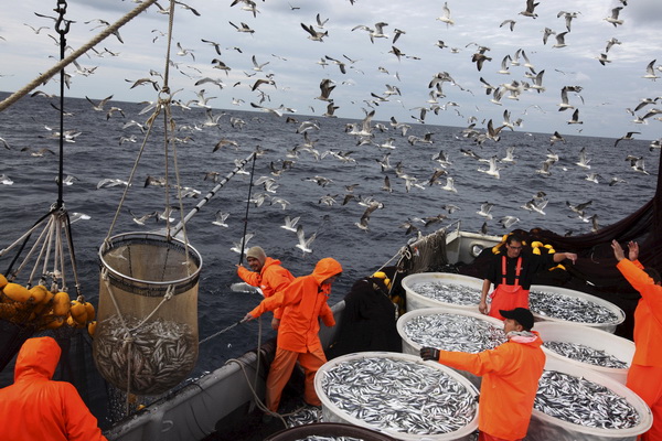 Zadar, 211009.
Brod Bruno tvrtke Dalmacija ribolov iz Zadra dva je dana lovio srdele  u akvatoriju Losinja i Dugog otoka.
Na fotografiji: jato galebova ceka da poneka riba padne u more.
Foto: Vladimir Ivanov / CROPIX