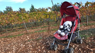 Zadar, 021111
Uz cestu koja vodi od Zadra prema Razancu moze se vidjeti jedan od sigurno najneobicnijih vinograda na svijetu. Umjesto uobicajenih strasila, vinograd cuvaju ogromni plisani medvjedi , lutke, barbike i raznorazne druge igracke i predmeti.
Fo Zadar, 021111
Uz cestu koja vodi od Zadra prema Razancu moze se vidjeti jedan od sigurno najneobicnijih vinograda na svijetu. Umjesto uobicajenih strasila, vinograd cuvaju ogromni plisani medvjedi , lutke, barbike i raznorazne druge igracke i predmeti.
Fo