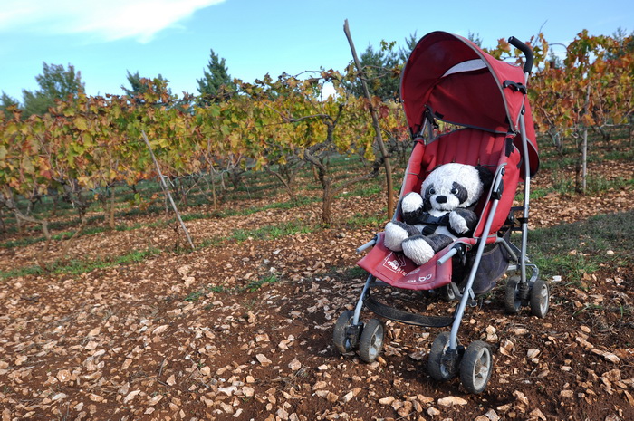 Zadar, 021111
Uz cestu koja vodi od Zadra prema Razancu moze se vidjeti jedan od sigurno najneobicnijih vinograda na svijetu. Umjesto uobicajenih strasila, vinograd cuvaju ogromni plisani medvjedi , lutke, barbike i raznorazne druge igracke i predmeti.
Fo Zadar, 021111
Uz cestu koja vodi od Zadra prema Razancu moze se vidjeti jedan od sigurno najneobicnijih vinograda na svijetu. Umjesto uobicajenih strasila, vinograd cuvaju ogromni plisani medvjedi , lutke, barbike i raznorazne druge igracke i predmeti.
Fo