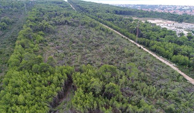 Sječa šuma u Bibinjama