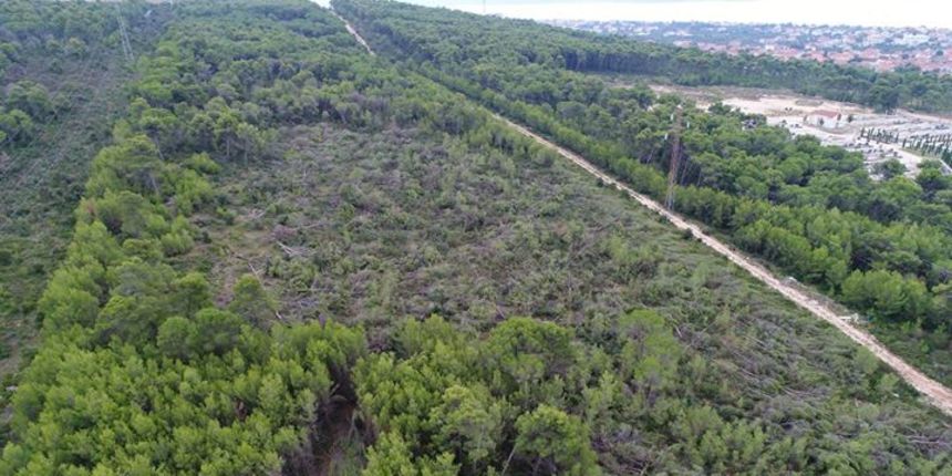 Sječa šuma u Bibinjama Sječa šuma u Bibinjama