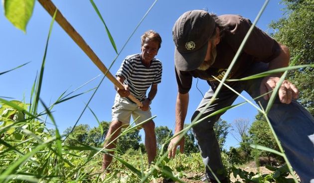 Zadarski beskucnici angazirani su na sadnji krumpira koji cini dio ponude pucke kuhinje u kojoj se i sami hrane. Photo: Dino Stanin/PIXSELL