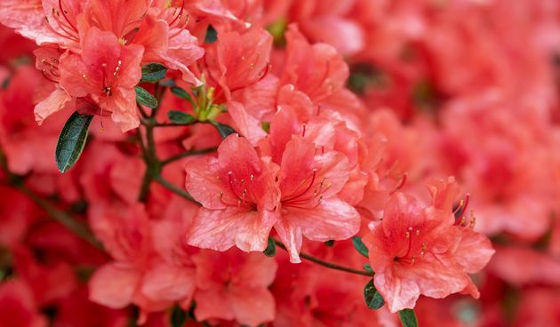 Najljepše grmoliko cvijeće za vrt