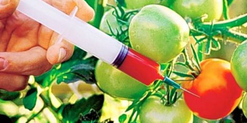 GMO hrana, foto: www.blitva.net GMO hrana, foto: www.blitva.net