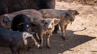 Simpatična galerija koja prikazuje životinjsku farmu na najvišem južnom vrhu Velebita – Crnopcu Simpatična galerija koja prikazuje životinjsku farmu na najvišem južnom vrhu Velebita – Crnopcu