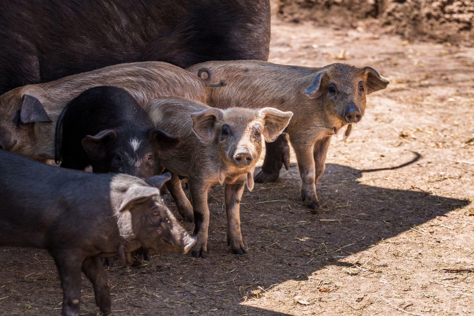 Simpatična galerija koja prikazuje životinjsku farmu na najvišem južnom vrhu Velebita – Crnopcu Simpatična galerija koja prikazuje životinjsku farmu na najvišem južnom vrhu Velebita – Crnopcu