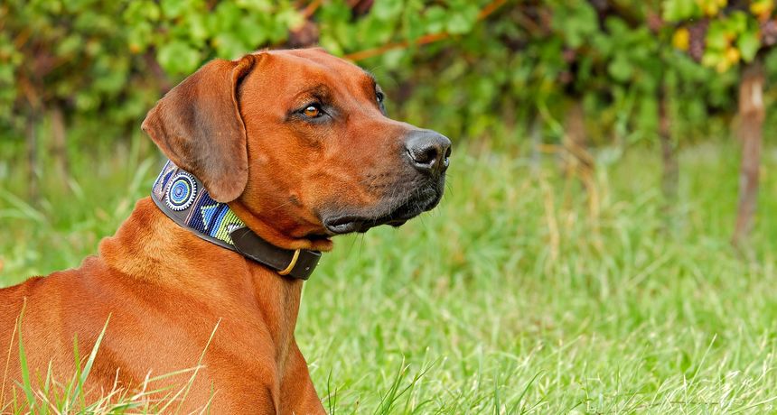 Pas, pseća ogrlica Pas, pseća ogrlica