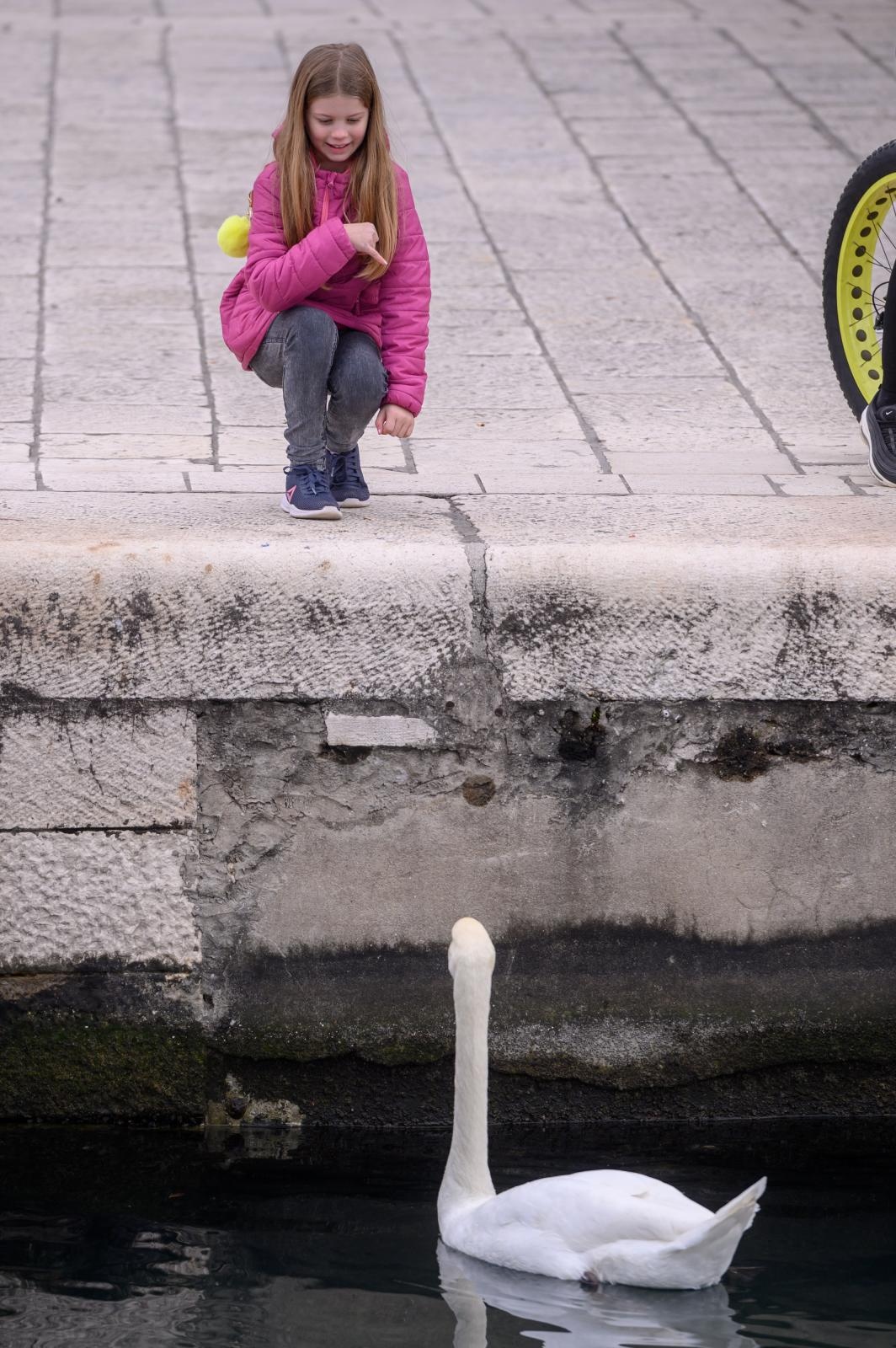Labudovi pored mosta uveseljavaju Zadrane Labudovi pored mosta uveseljavaju Zadrane
