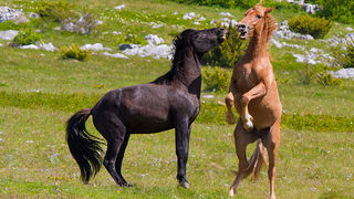 Divlji konji Velebita, foto: Leo Banic