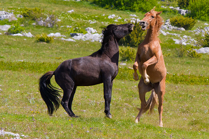 Divlji konji Velebita, foto: Leo Banic