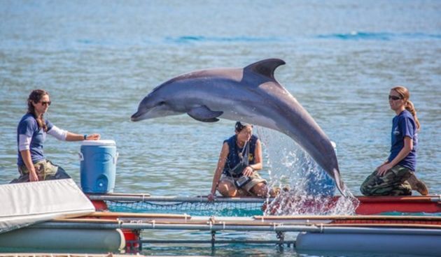 U Dubrovnik su stigli američki dupini koji će ‘detektirati’ mine, foto: Grgo Jelavić/Pixell
