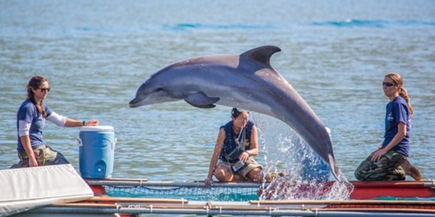 U Dubrovnik su stigli američki dupini koji će ‘detektirati’ mine, foto: Grgo Jelavić/Pixell