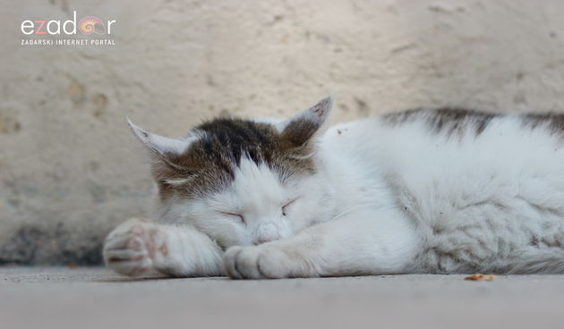 Đir po gradu, petak 1. lipnja 2018.