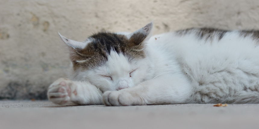 Đir po gradu, petak 1. lipnja 2018.