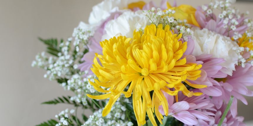 krizanteme krizanteme