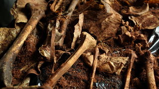 Zadar, 020513.
Gradsko groblje. 
Ministarstvo branitelja je na Gradskom groblju u Zadru predstavilo rezultate ekshumacije posmrtnih ostataka zrtava srpske nacionalnosti koje su stradale u Domovinskom ratu 1995. godine. 
Foto: Jure Miskovic / CROPIX