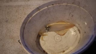 22.12.2013., Zadar – Neobicno toplo vrijeme za prve dane zime dodatni je poticaj za otisnuti se na more i uloviti koju lignju za Badnju vecer. Iako zbog oseke gotovo da nisu mogli isploviti, dva Privlacanca na nedjeljno poslijepodne udaljila su se od ob