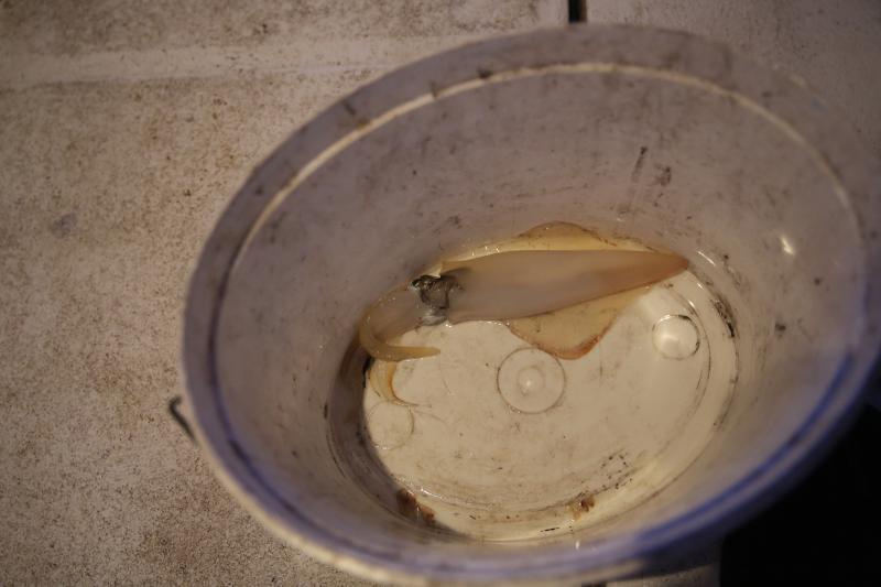 22.12.2013., Zadar – Neobicno toplo vrijeme za prve dane zime dodatni je poticaj za otisnuti se na more i uloviti koju lignju za Badnju vecer. Iako zbog oseke gotovo da nisu mogli isploviti, dva Privlacanca na nedjeljno poslijepodne udaljila su se od ob