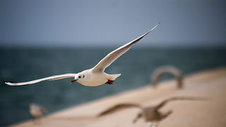 Galebov let (foto:Saša Čuka)