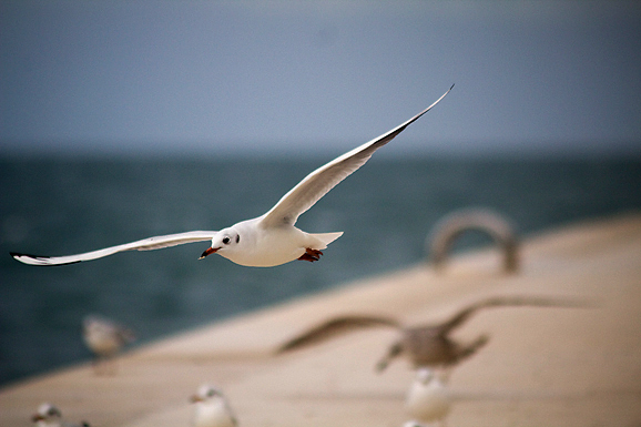 Galebov let (foto:Saša Čuka)