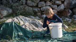 Berba maslina u Lunu, foto: V. Pesic