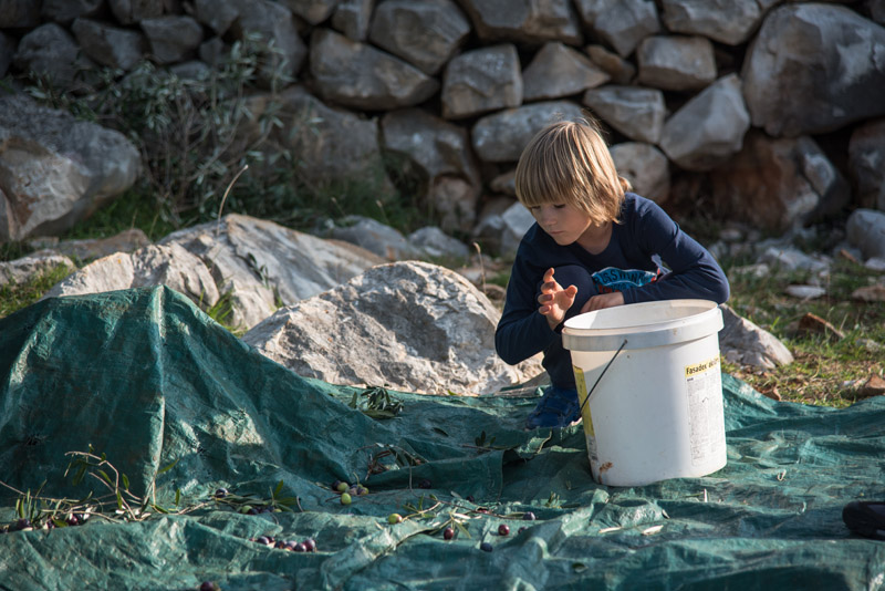 Berba maslina u Lunu, foto: V. Pesic