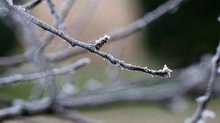 Zbog jutarnjih temperatura u minusu raslinje na kontinentu je prekriveno injem