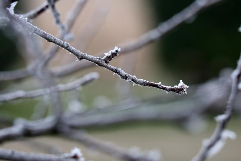 Zbog jutarnjih temperatura u minusu raslinje na kontinentu je prekriveno injem