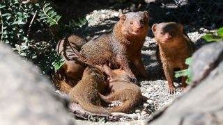 Mladunci patuljastog mungosa novi su stanovnici Zoološkog vrta Mladunci patuljastog mungosa novi su stanovnici Zoološkog vrta