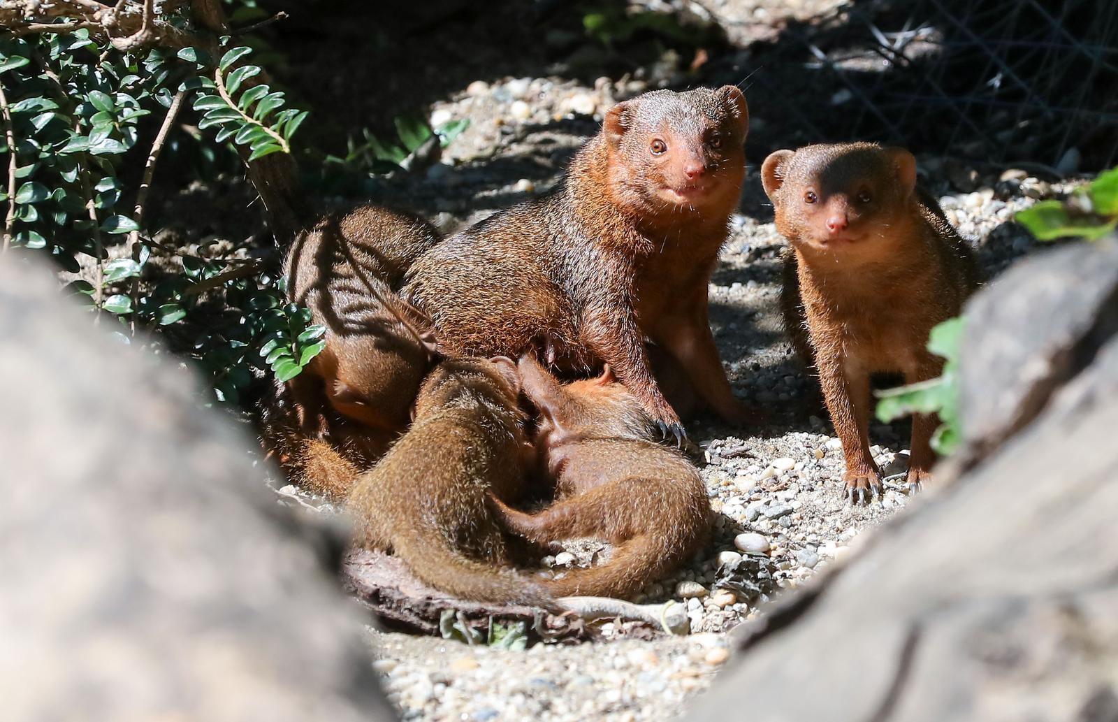 Mladunci patuljastog mungosa novi su stanovnici Zoološkog vrta Mladunci patuljastog mungosa novi su stanovnici Zoološkog vrta