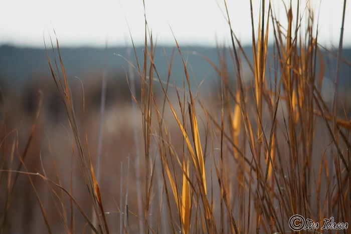 Đir uz Vransko jezero, Foto: Iva Perinić Đir uz Vransko jezero, Foto: Iva Perinić
