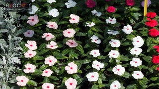 Đir po gradu, četvrtak 19. travnja 2018. Đir po gradu, četvrtak 19. travnja 2018.