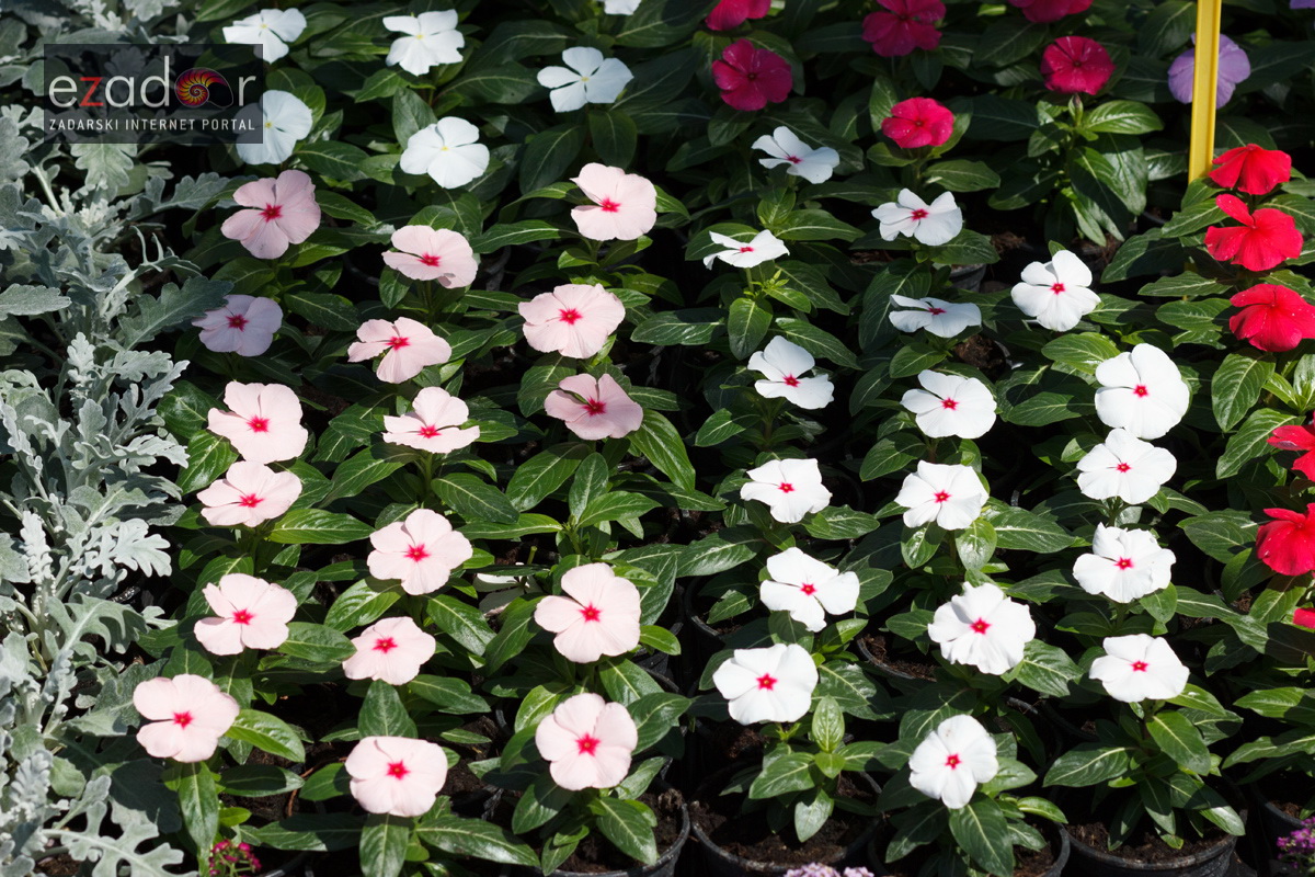 Đir po gradu, četvrtak 19. travnja 2018. Đir po gradu, četvrtak 19. travnja 2018.