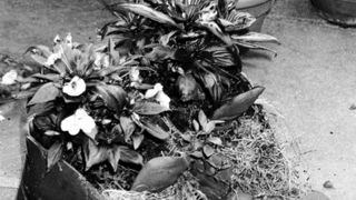 Tomislav M. Bilosnić: Raj gdje je ugljen bio kralj Tomislav M. Bilosnić: Raj gdje je ugljen bio kralj