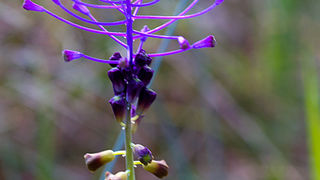 Priroda, cvijece, livada, sparoge, foto: Leo Banic