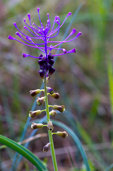 Priroda, cvijece, livada, sparoge, foto: Leo Banic