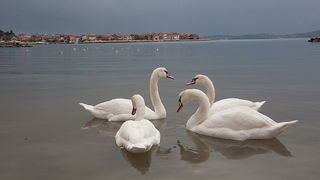 Labudovi u Bibinjama 10. siječnja 2013, Foto: Leo Banić