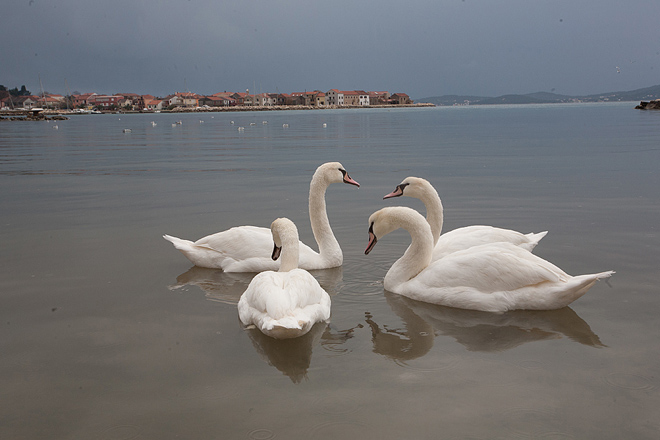 Labudovi u Bibinjama 10. siječnja 2013, Foto: Leo Banić