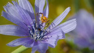 Cvijeće, bube, pauk, foto: Leo Banić