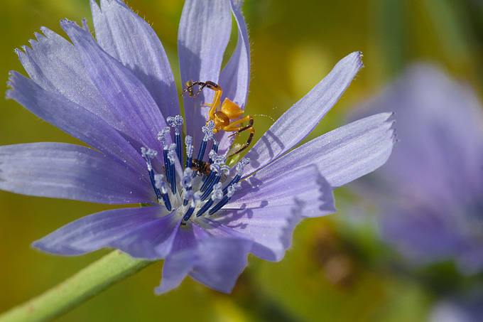 Cvijeće, bube, pauk, foto: Leo Banić