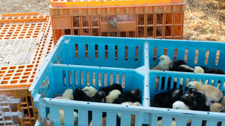 Benkovački sajam 09.06.2021