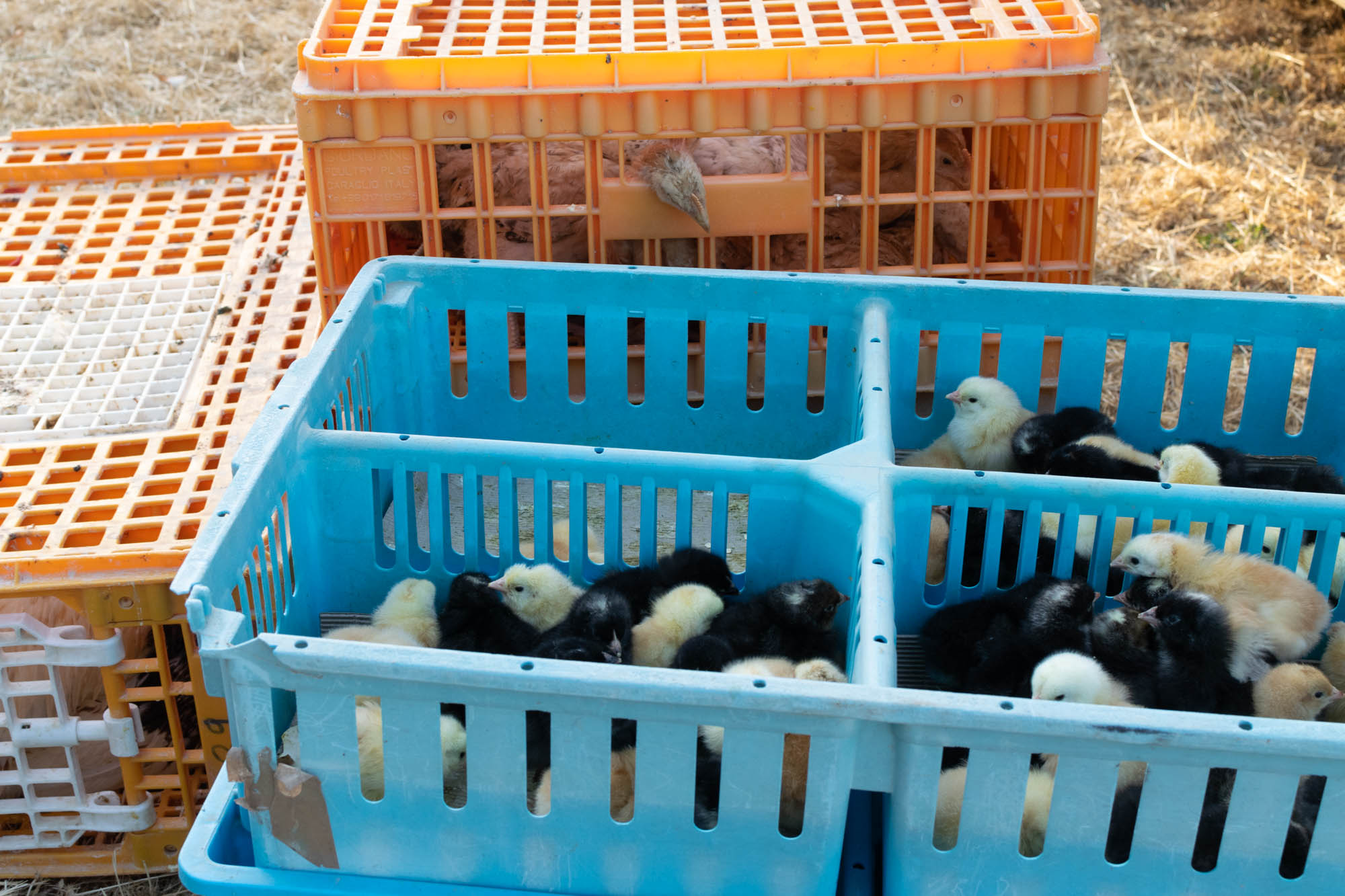 Benkovački sajam 09.06.2021