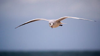 Galebov let (foto:Saša Čuka)